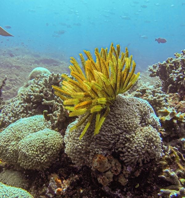 Yellow feather star (crinoid) extending feathery arms over a coral reef at Nusa Penida with fish in the blue water background