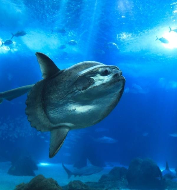 A large ocean sunfish (Mola mola) swimming near a reef with other fish in clear blue water at Nusa Penida.
