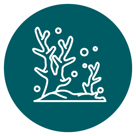 White line illustration of coral with small bubbles centered on a teal circular background.