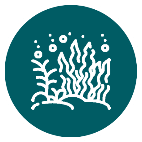 Stylized white seaweed and underwater plants with rising bubbles inside a teal circular badge with a white border