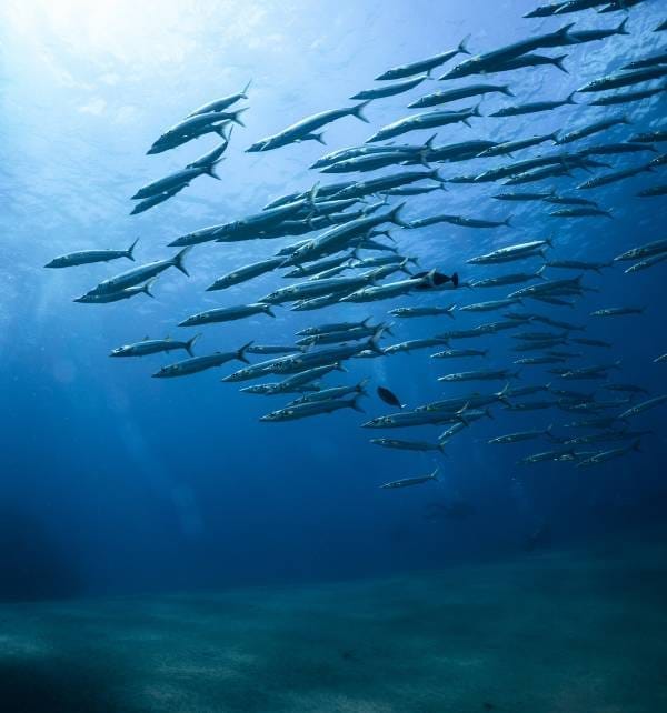 Large school of silver fish swimming underwater off Nusa Penida, sunlight filtering through blue water above a sandy seabed.