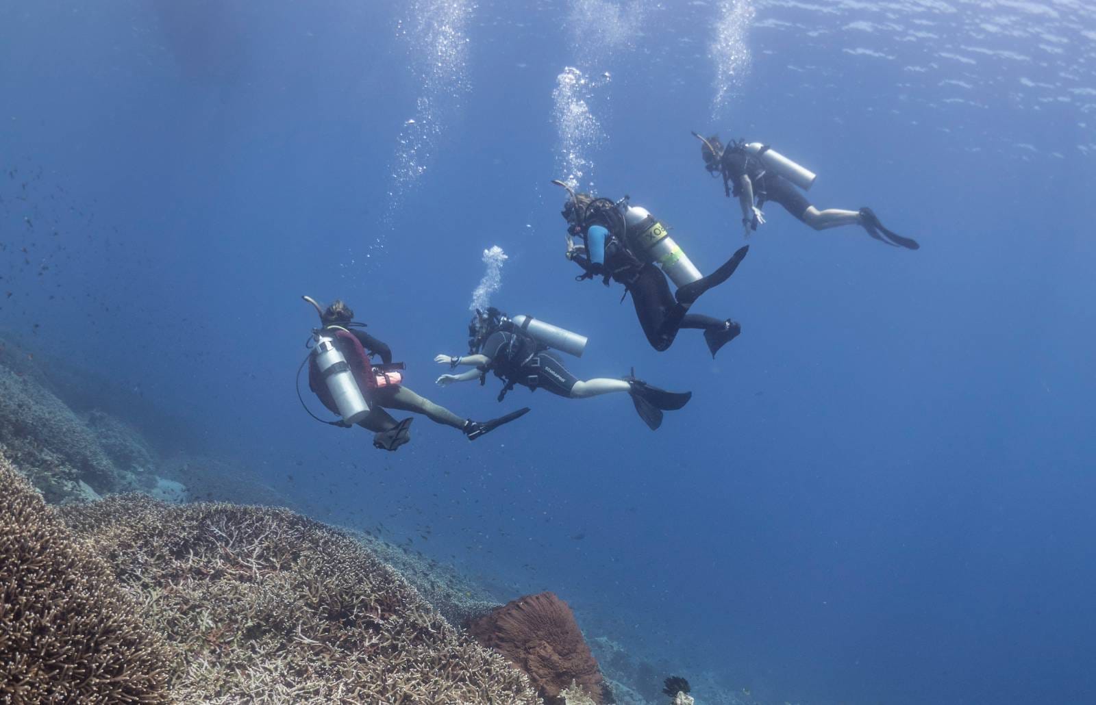 Drift Dive Penida Bali – An Underwater Adventure Like No Other