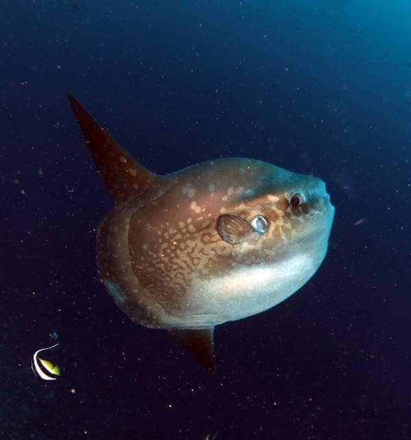 Ocean sunfish swimming in deep blue water near Nusa Penida.