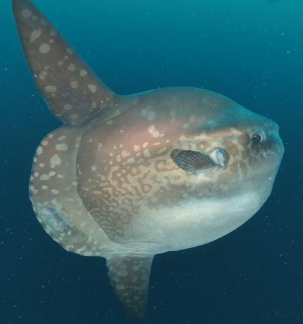 Ocean sunfish (Mola mola) swimming underwater off Nusa Penida, side view showing mottled skin and large dorsal fin.