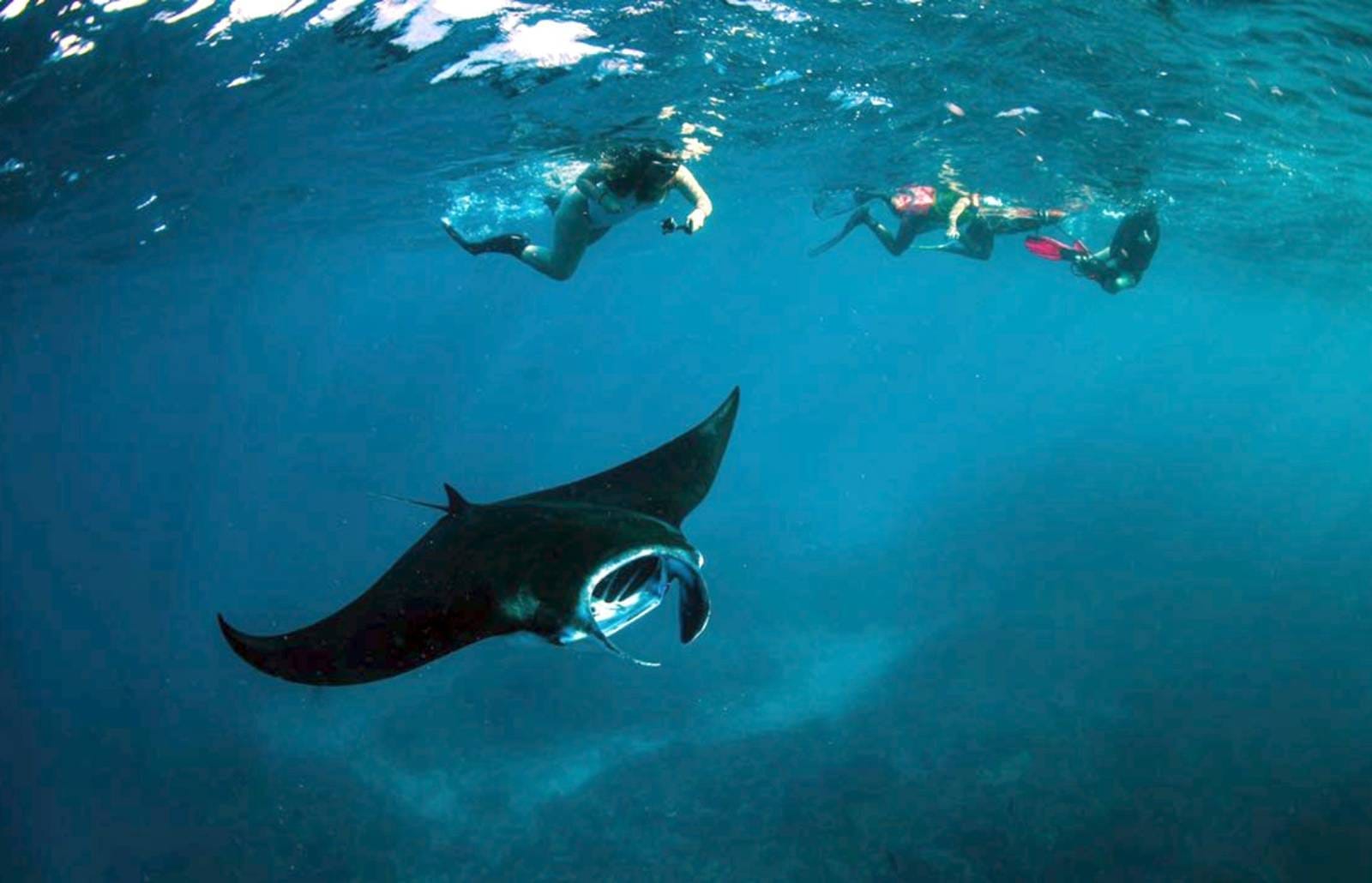 Why Dive in Nusa Penida? A Focus on Marine Conservation Bali