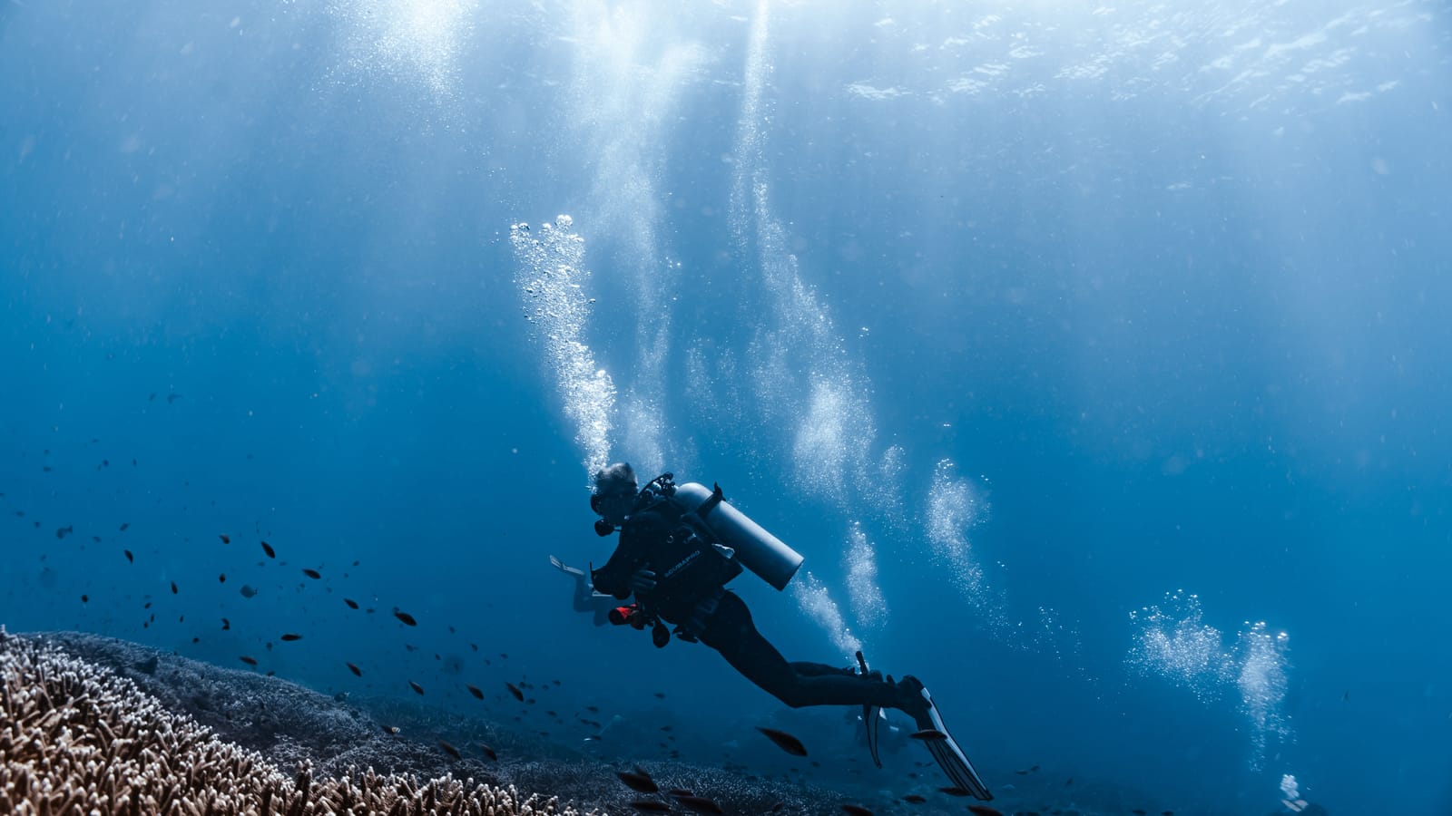 What Is the SD Point Dive Site in Nusa Penida?