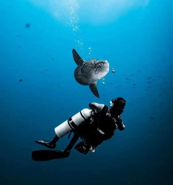 Scuba diver watches a mola mola rising toward the surface near Nusa Penida.