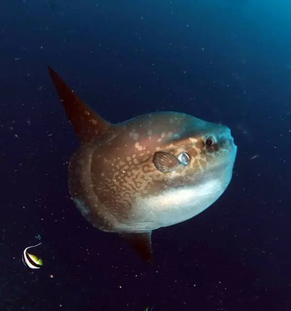 Ocean sunfish swimming in deep blue water near Nusa Penida.
