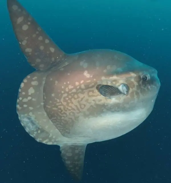 Ocean sunfish (Mola mola) swimming underwater off Nusa Penida, side view showing mottled skin and large dorsal fin.