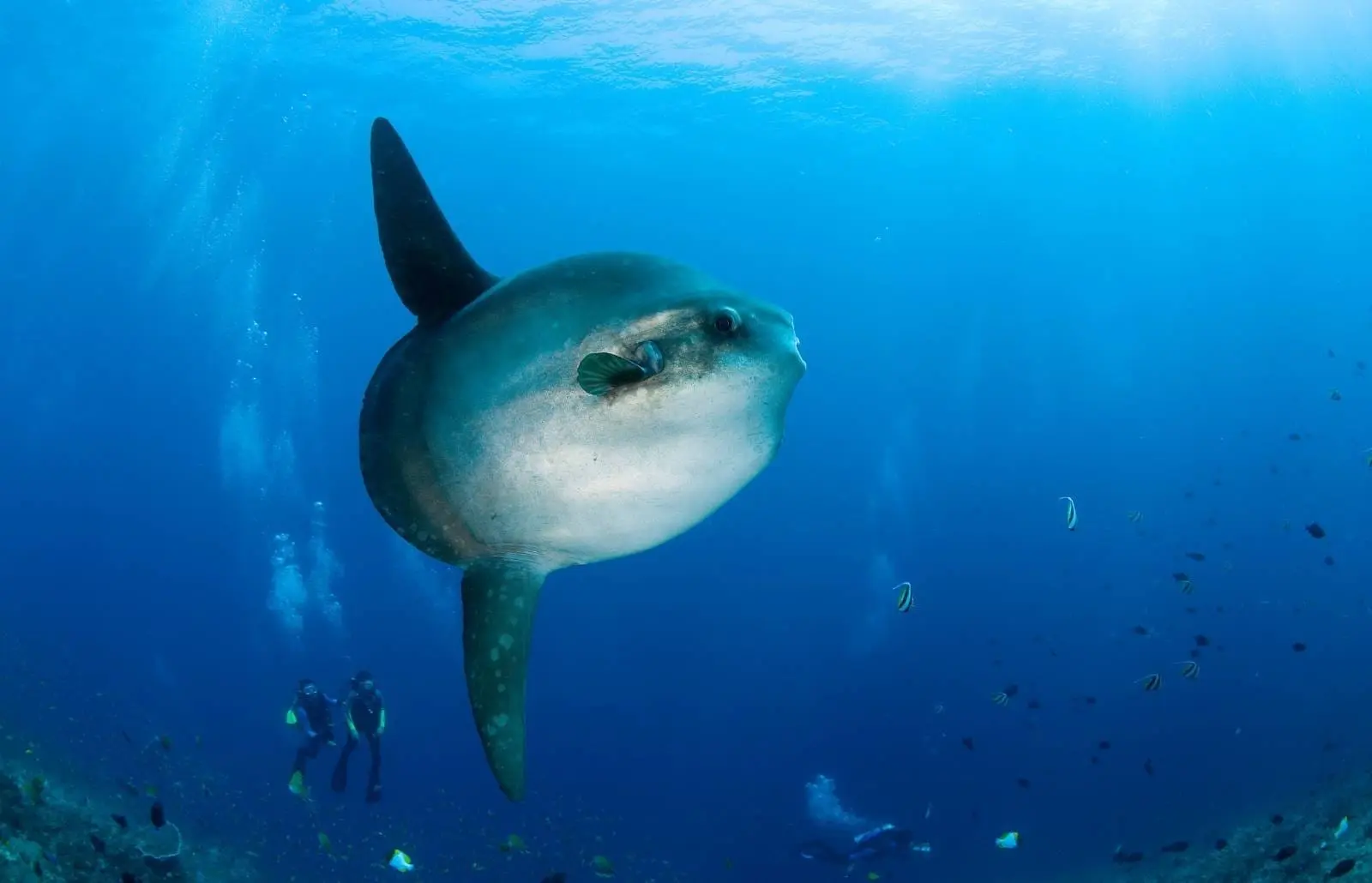 A large ocean sunfish (Mola mola) swimming near scuba divers over a reef at Nusa Penida.