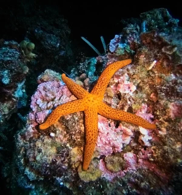 Orange five-armed starfish resting on a colorful coral reef off Nusa Penida, photographed underwater.