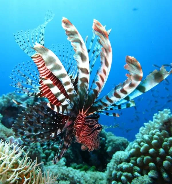 A striped lionfish fans its long, feathery venomous fins while hovering above a coral reef near Nusa Penida.