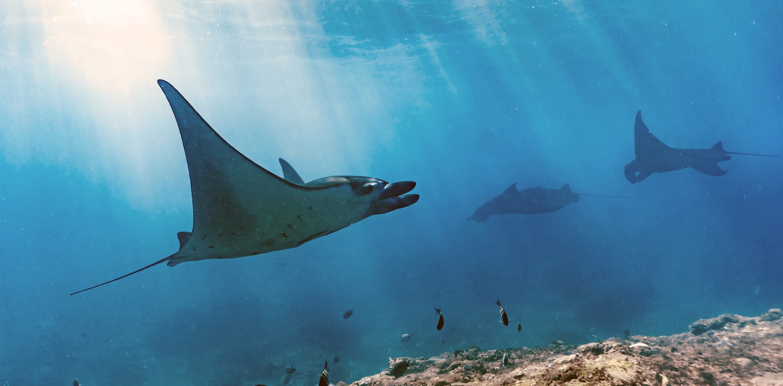 Penida-Diving-Trips-banner Grupo de mantarrayas nadando sobre un arrecife en Nusa Penida, iluminadas por rayos de sol que atraviesan el agua.