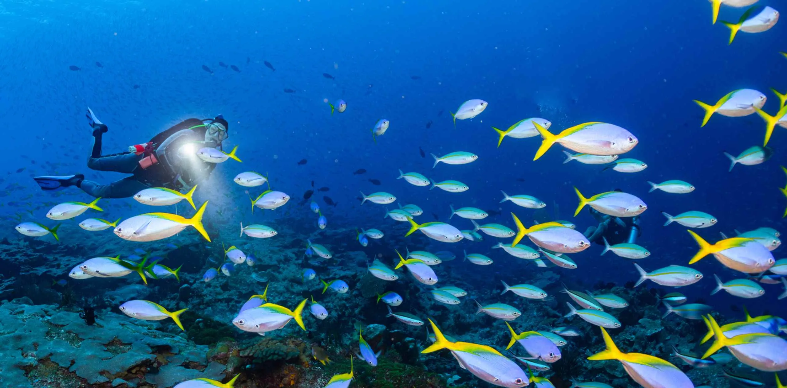 Scuba diver in Nusa Penida shining a torch while swimming through a school of yellow-tailed reef fish over coral.