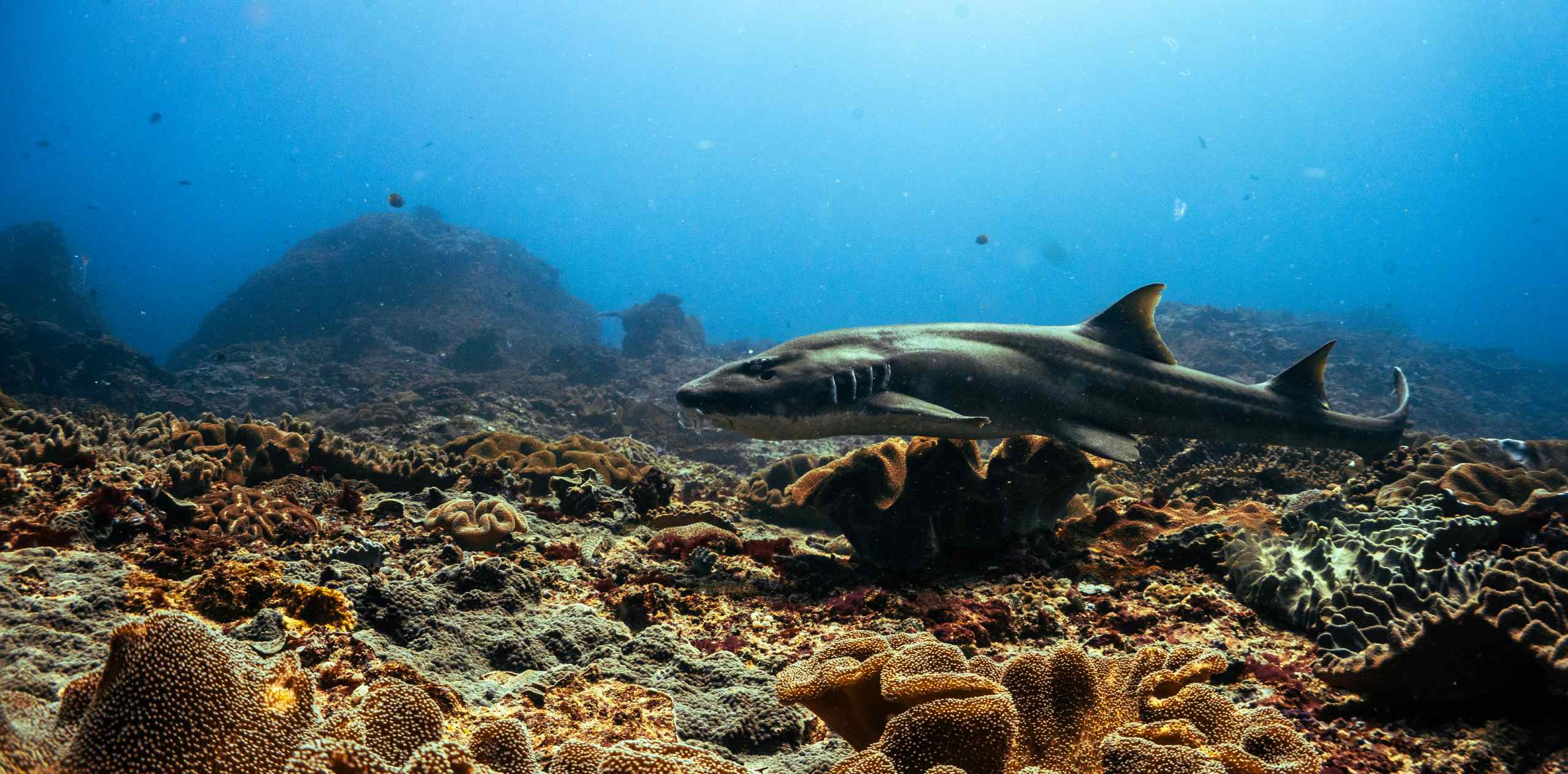 Speciality Penida Header Tiburón nodriza nadando sobre un arrecife coralino en Nusa Penida, con detalle de corales y fondo azul profundo.