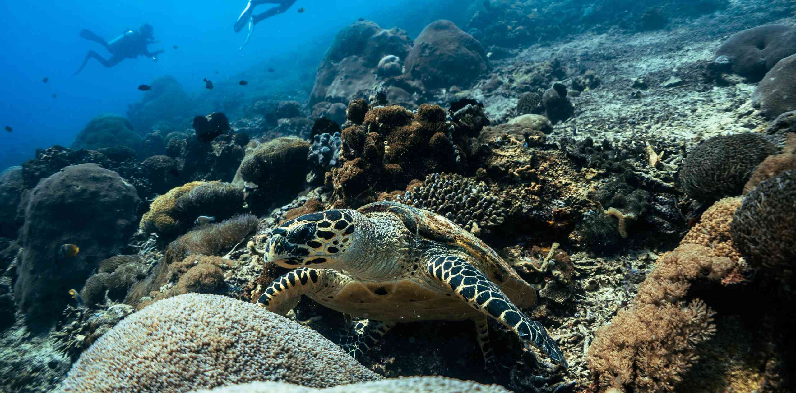 Marine Conservation Header Tortuga marina sobre un arrecife de coral en Nusa Penida mientras buzos nadan en el fondo.