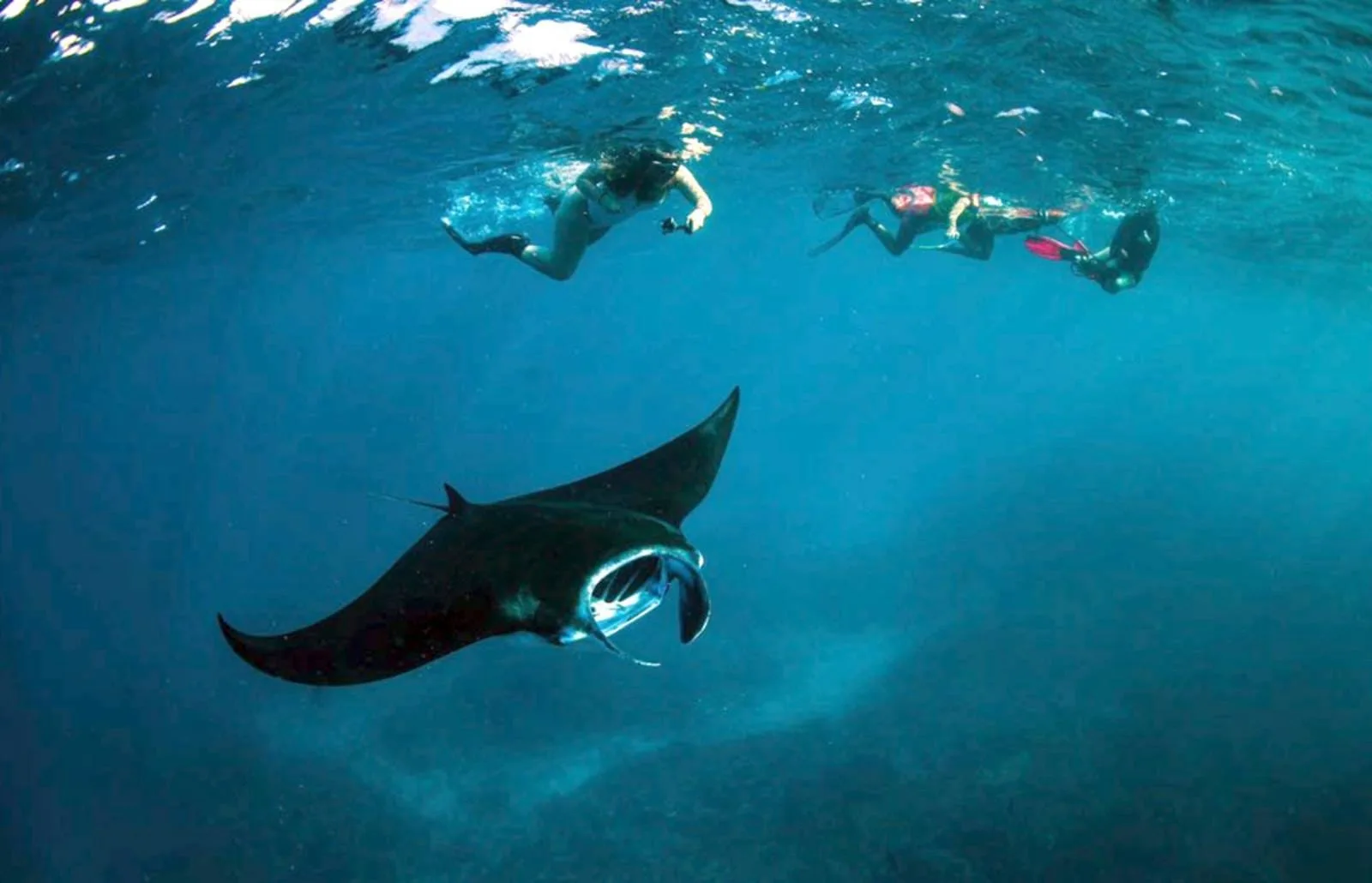 Snorkelers off Nusa Penida watching a manta ray swimming below with its mouth open, feeding.